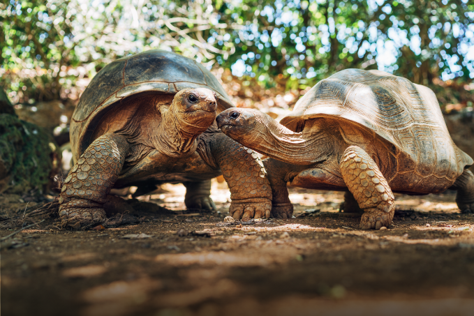 Voyage découverte Seychelles